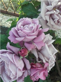 918ce691-Picture 013.jpg